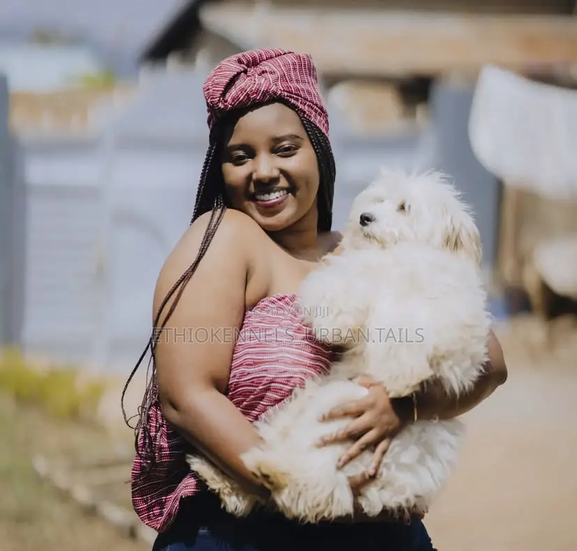 3-6 months Male Purebred Maltese