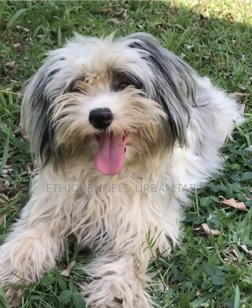 3-6 months Male Mixed Breed Maltese