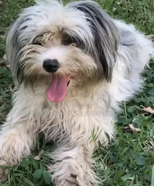 3-6 months Male Mixed Breed Maltese