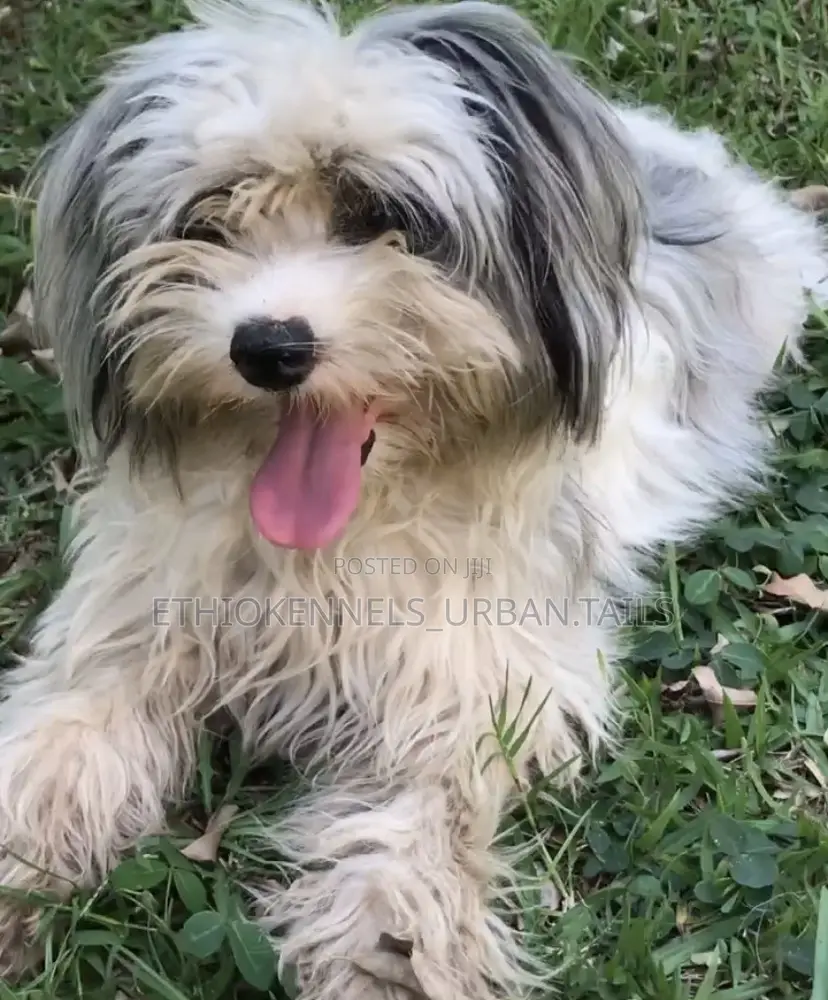 3-6 months Male Mixed Breed Maltese