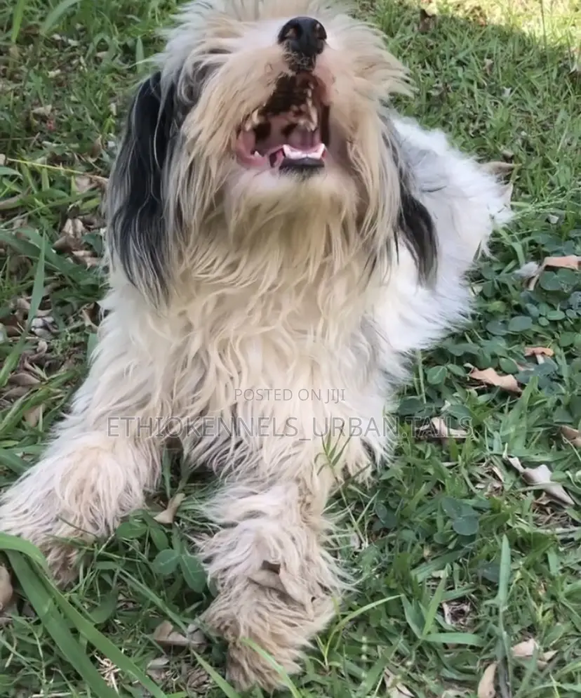 3-6 months Male Mixed Breed Maltese