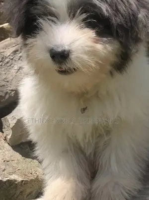 3-6 months Male Purebred Maltese