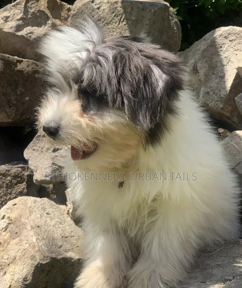 3-6 months Male Purebred Maltese