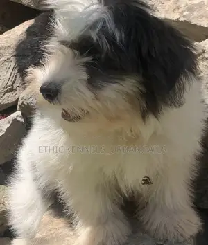 3-6 months Male Purebred Maltese