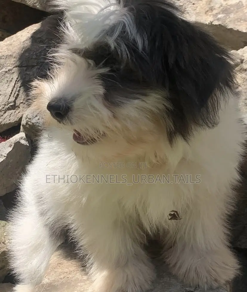 3-6 months Male Purebred Maltese