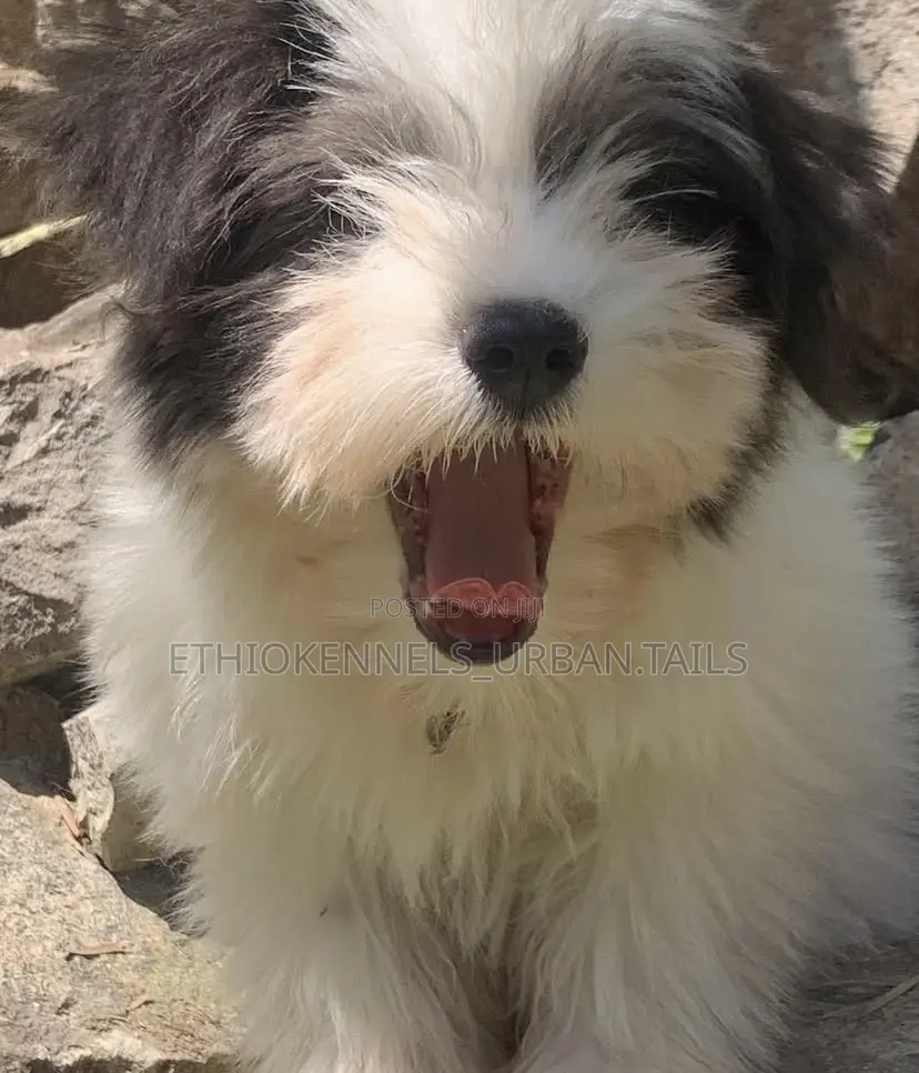 3-6 months Male Purebred Maltese