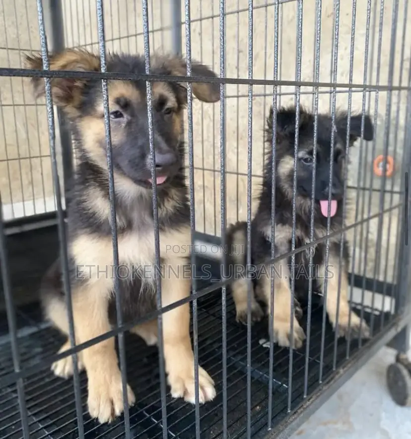 1-3 months Male Purebred German Shepherd