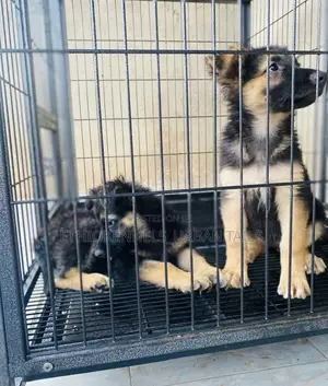 1-3 months Male Purebred German Shepherd