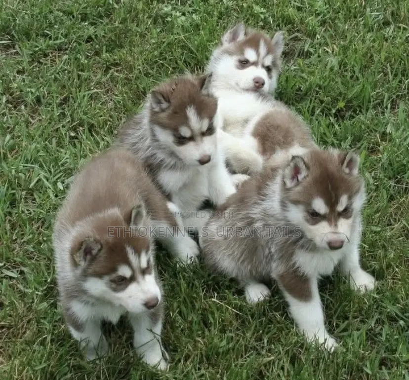 1-3 months Female Purebred Siberian Husky