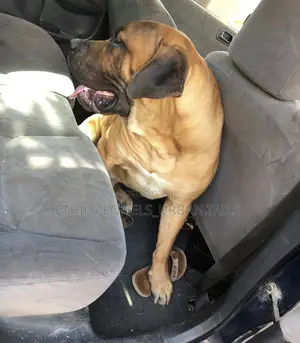 3-6 months Male Purebred Boerboel