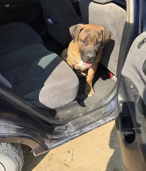 Photo - 3-6 months Male Purebred Boerboel