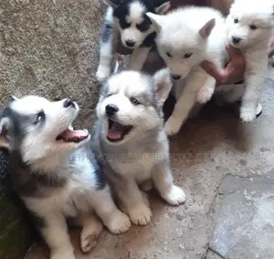 Photo - 1-3 months Female Purebred Siberian Husky