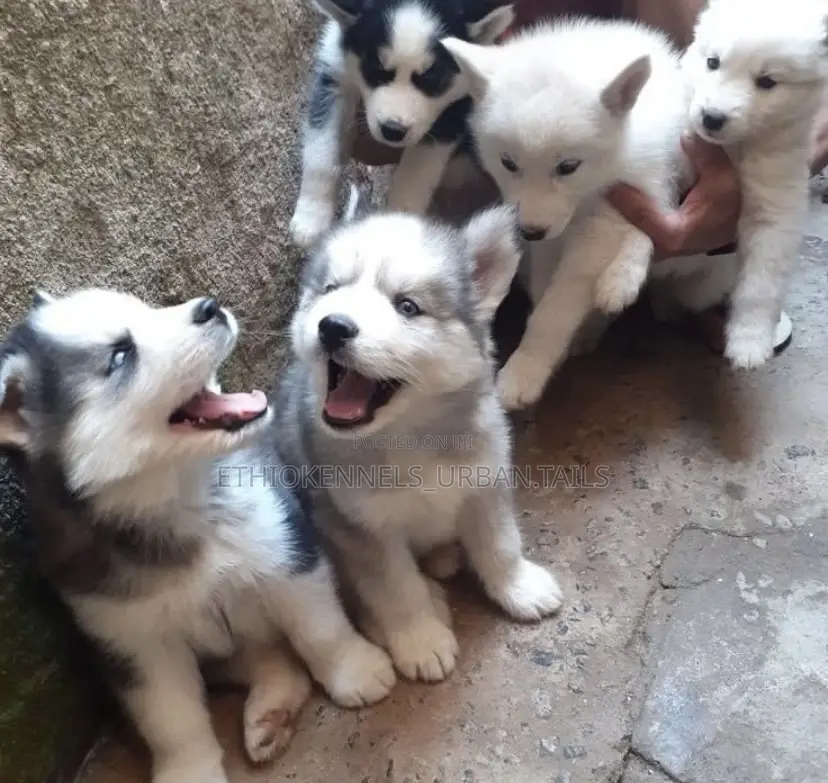 1-3 months Female Purebred Siberian Husky