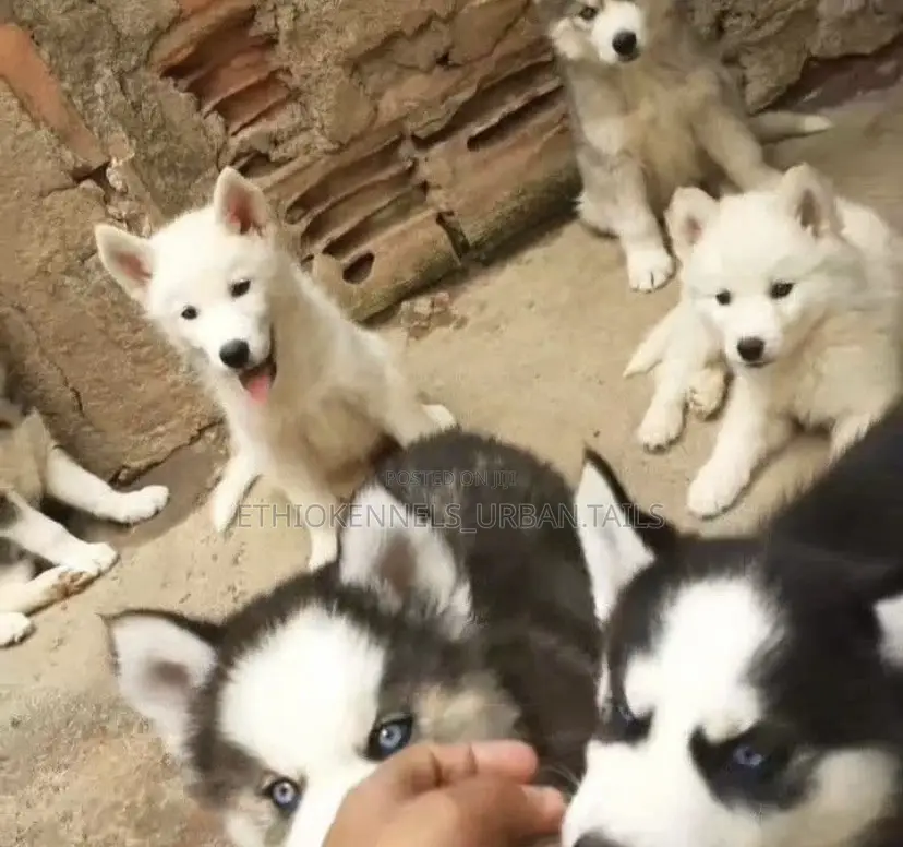 1-3 months Female Purebred Siberian Husky