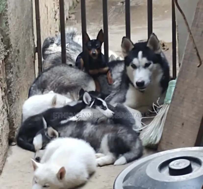 1-3 months Female Purebred Siberian Husky