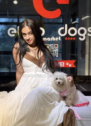 3-6 months Male Purebred Maltese