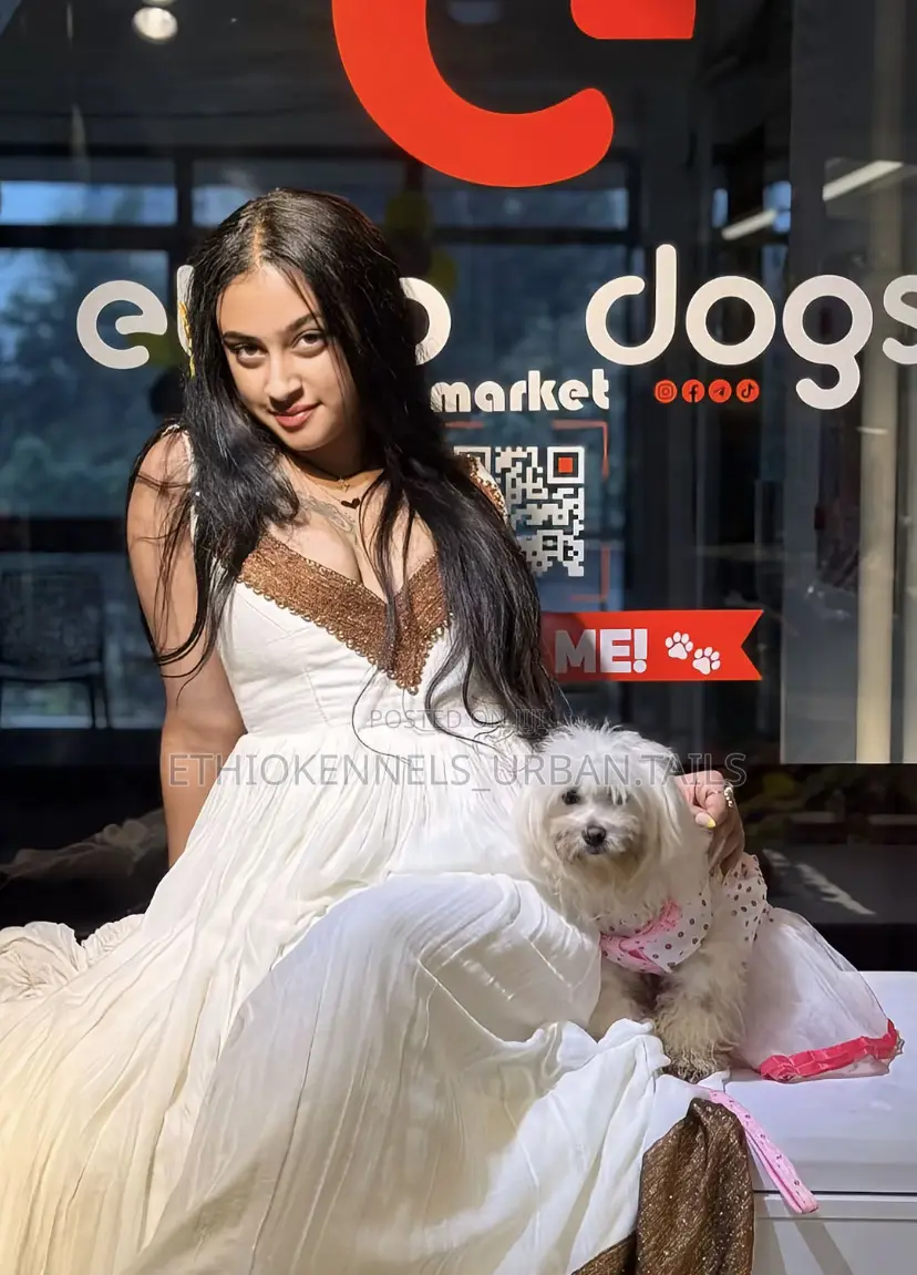 3-6 months Male Purebred Maltese