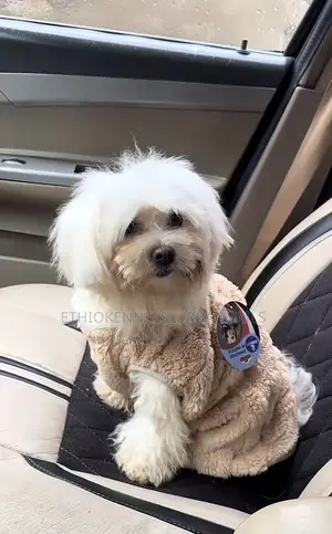 Photo - 3-6 months Male Purebred Maltese