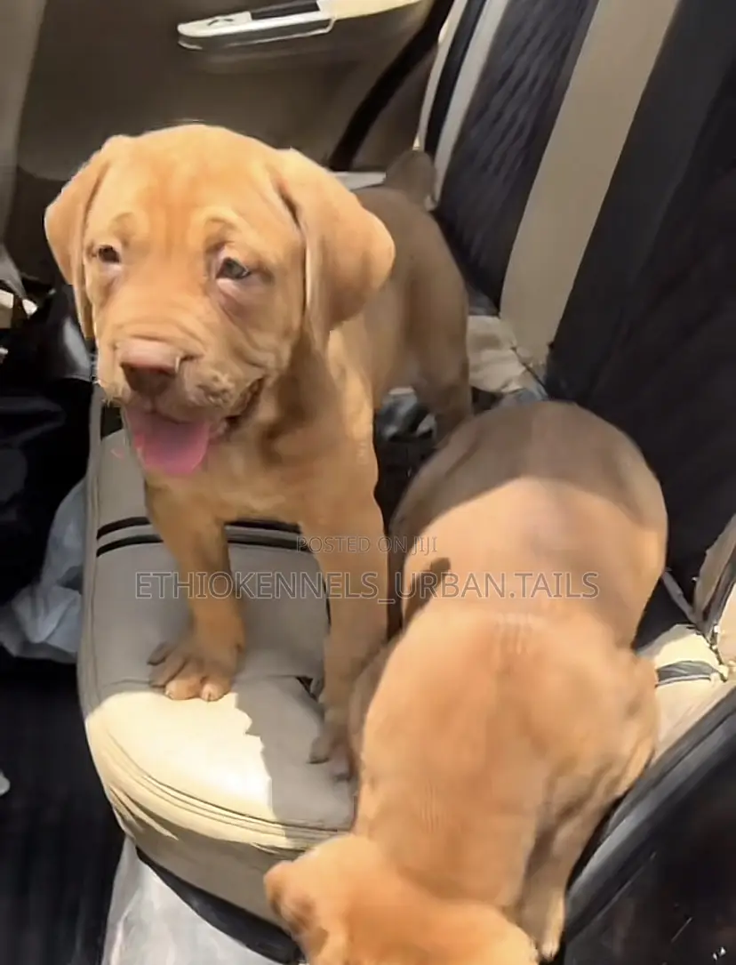 1-3 months Male Purebred Boerboel