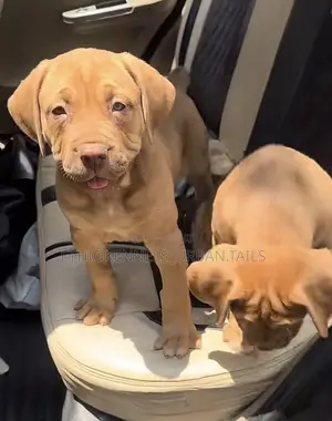 1-3 months Male Purebred Boerboel