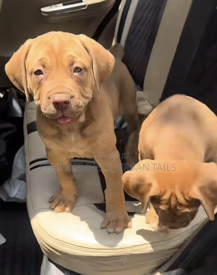 1-3 months Male Purebred Boerboel