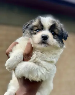 Photo - 1-3 months Male Purebred Maltese