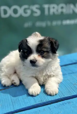 1-3 months Male Purebred Maltese