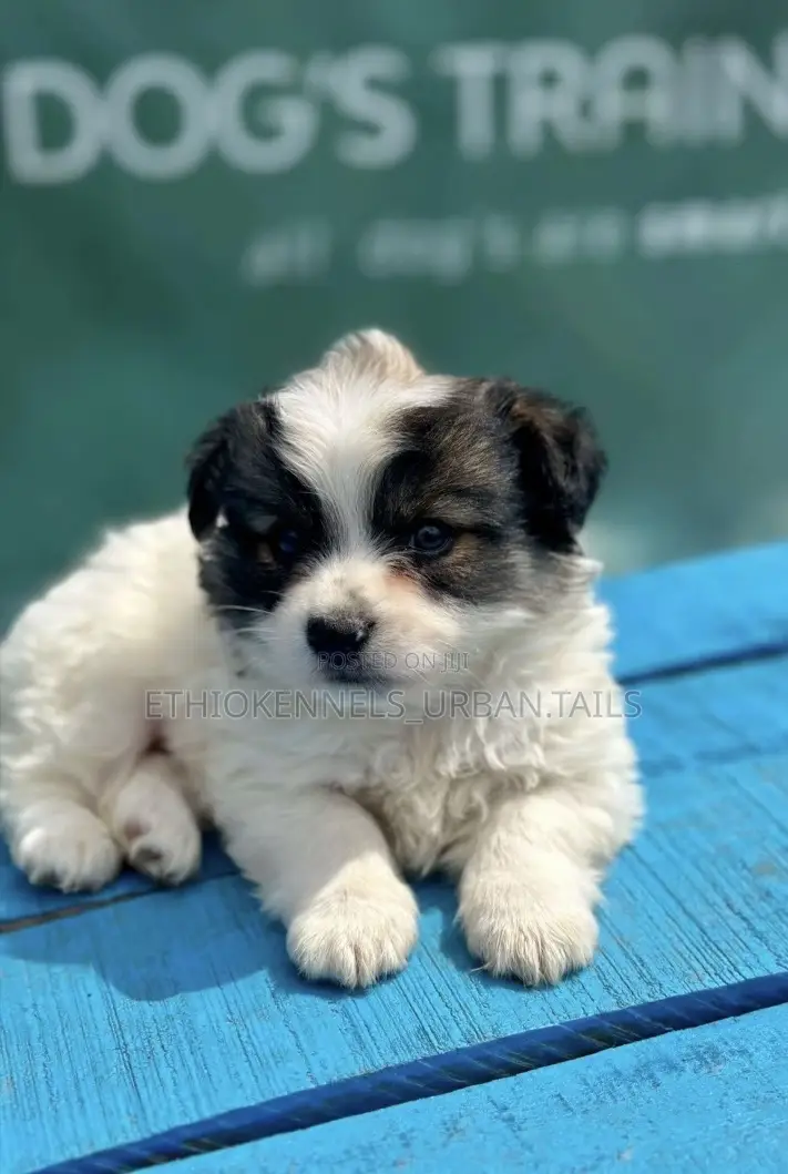 1-3 months Male Purebred Maltese