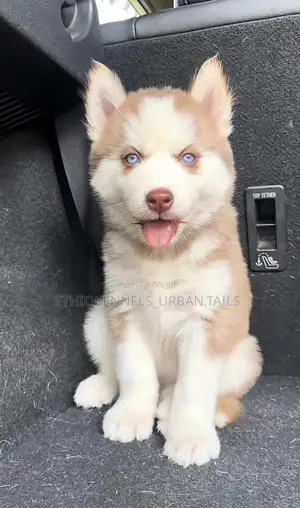 1-3 months Female Purebred Siberian Husky