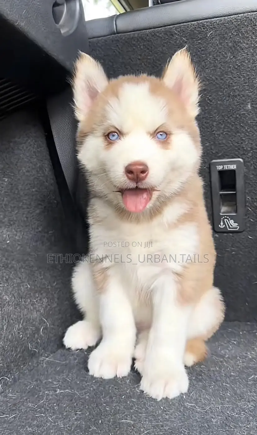 1-3 months Female Purebred Siberian Husky