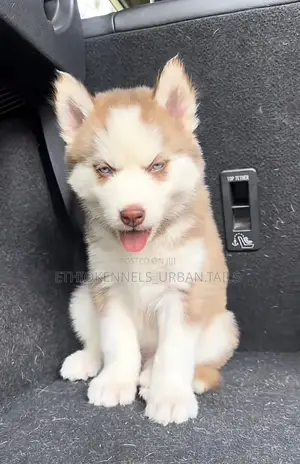 1-3 months Female Purebred Siberian Husky