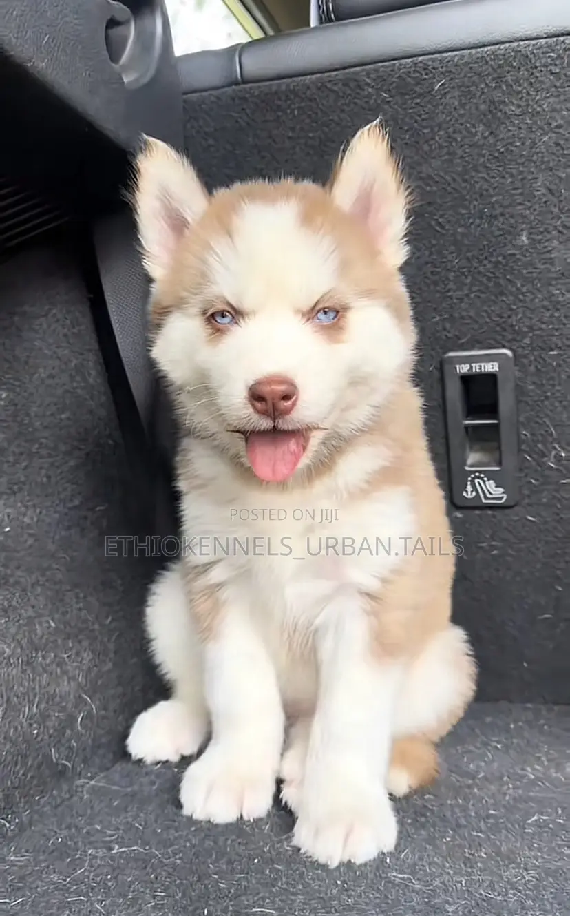 1-3 months Female Purebred Siberian Husky