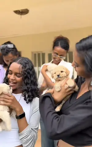 Photo - 1-3 months Female Purebred Maltese