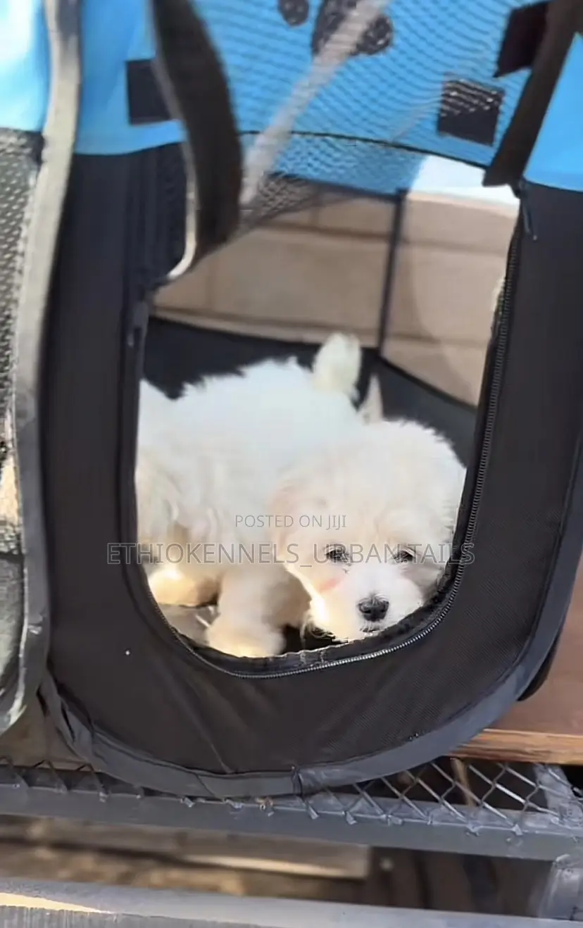 1-3 months Female Purebred Maltese