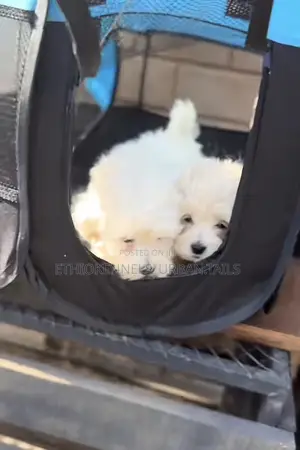 1-3 months Female Purebred Maltese