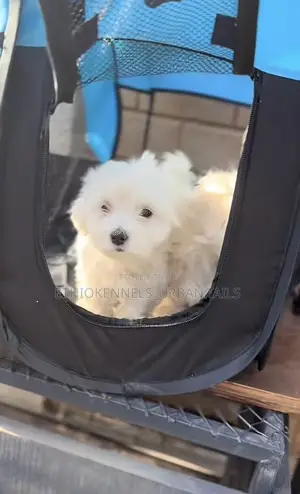 1-3 months Female Purebred Maltese