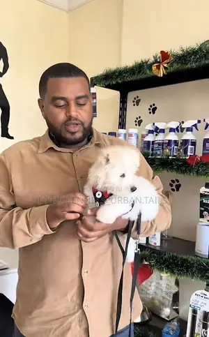 1-3 months Male Purebred Maltese