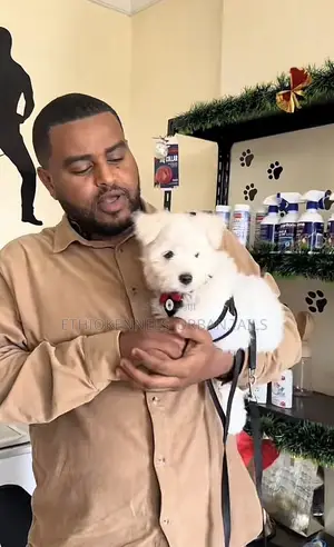 Photo - 1-3 months Male Purebred Maltese