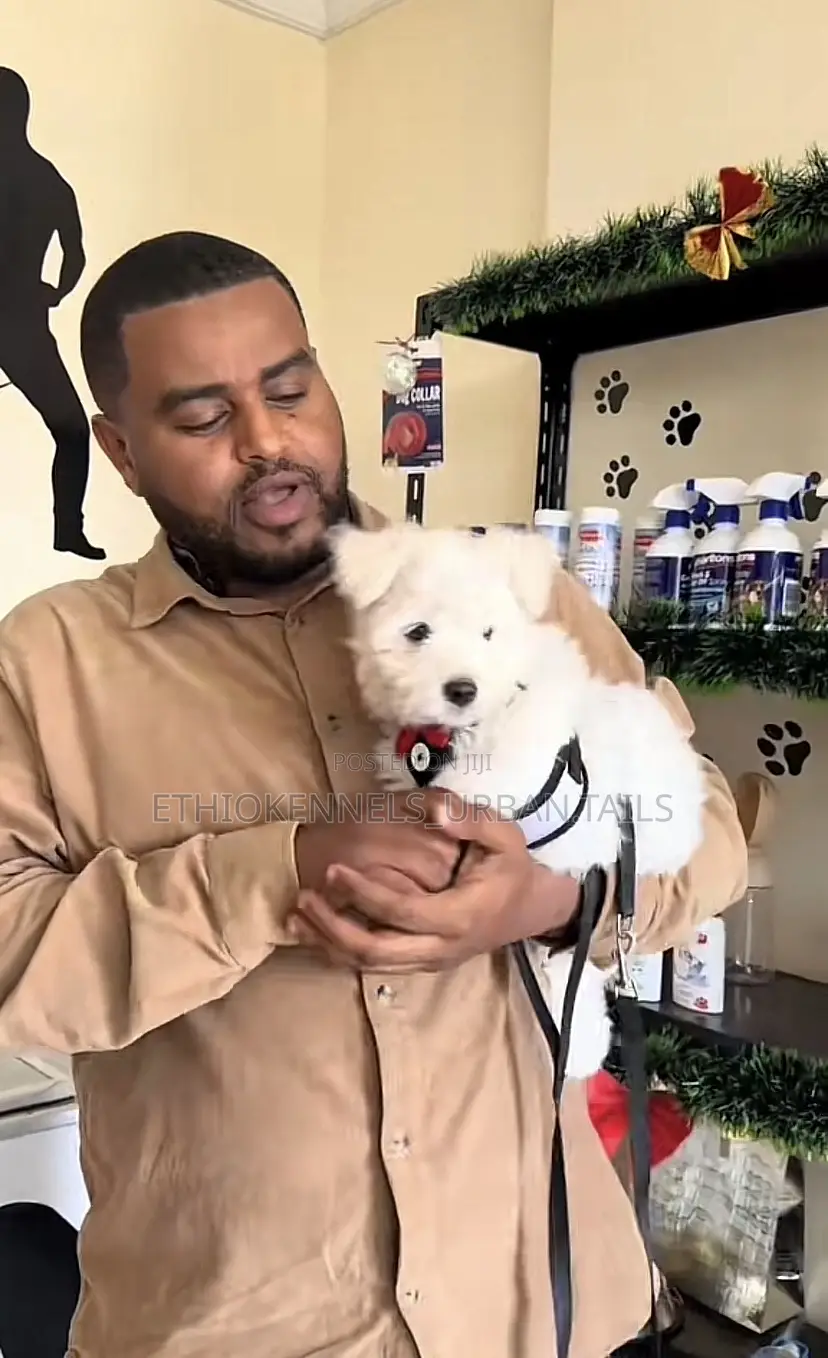 1-3 months Male Purebred Maltese