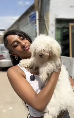 Photo - 1-3 months Male Purebred Maltese