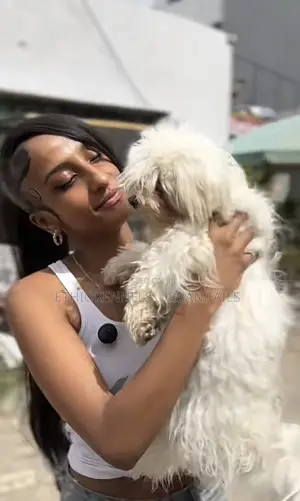 1-3 months Male Purebred Maltese