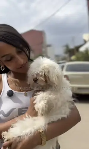 1-3 months Male Purebred Maltese