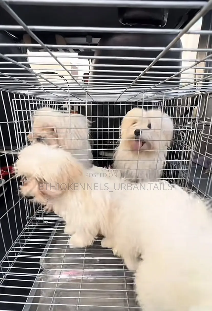 3-6 months Male Purebred Maltese