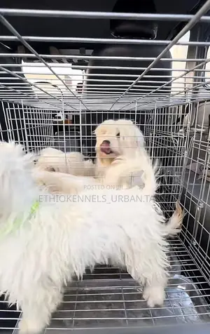 3-6 months Male Purebred Maltese