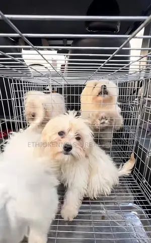 Photo - 3-6 months Male Purebred Maltese