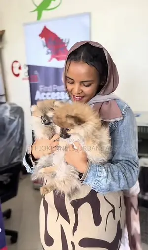 1-3 months Female Purebred Pomeranian