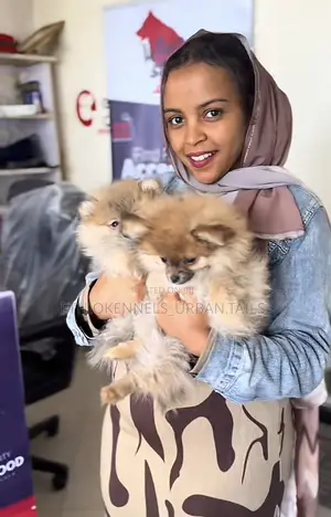 Photo - 1-3 months Female Purebred Pomeranian