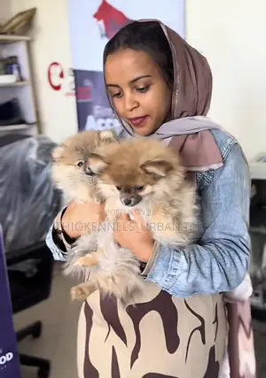 1-3 months Female Purebred Pomeranian