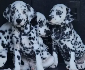 Photo - 1-3 months Female Purebred Dalmatian