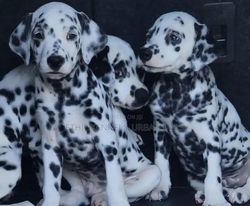 1-3 months Female Purebred Dalmatian